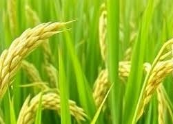 agriculture-La-Laz-International-Relations-Foundation